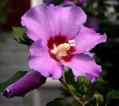 FLOWERS IN SEPTEMBER