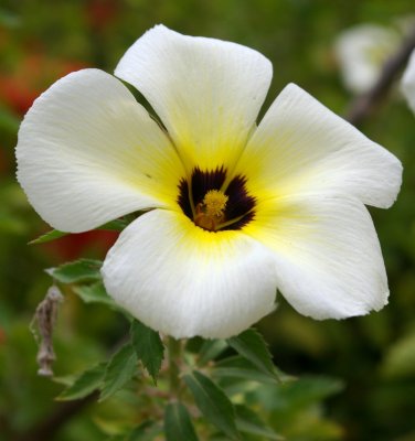 FLOWERS IN SEPTEMBER