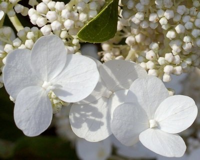 FLOWERS IN SEPTEMBER