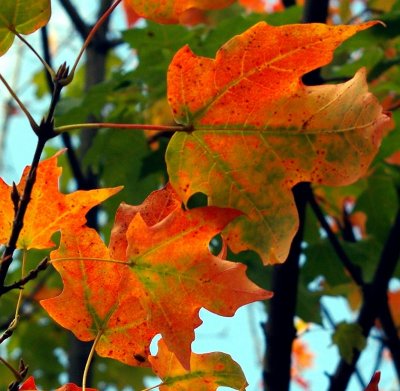 Autumn Leaves-2007
