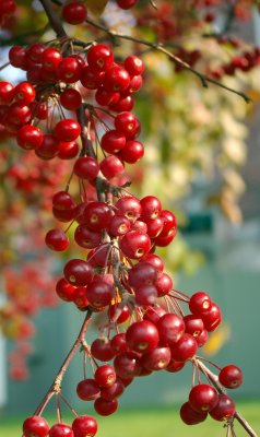 Fall-2007 Berries