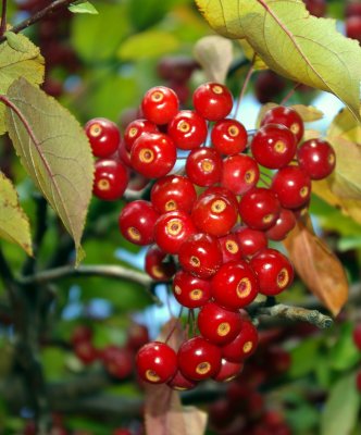 Fall 2007 - Berries