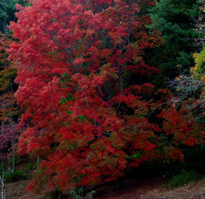 FALL-2007  ALONG THE  HUDSON RIVER**BEST IF VIEWED IN LARGE***