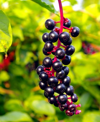 Fall Berries-2007