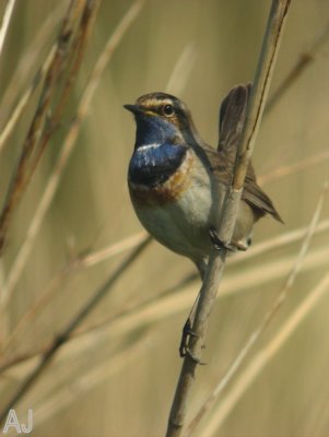 Blauwborst