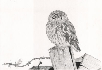 Steenuil  / Little Owl