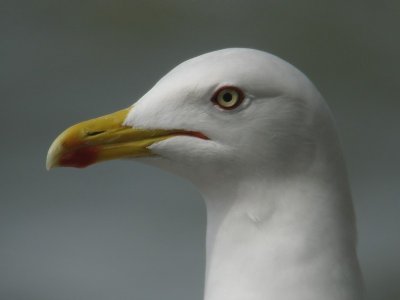 Kleine mantelmeeuw