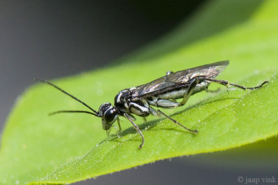 Sawfly - Bladwesp - Pachyprotasis rapae