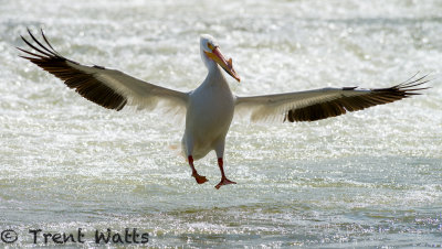American White Pelican landing on water.