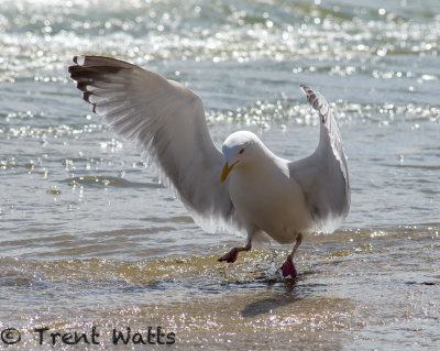 Herring Gull in for a landing.