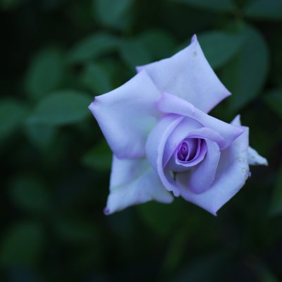 5x5 Rose.jpg