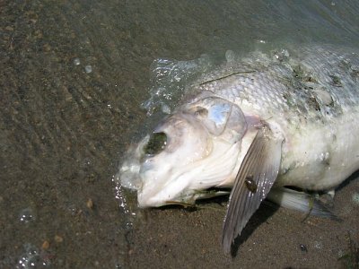 (019) A number of dead fish floating in the lake.jpg