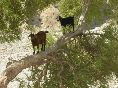 WadiBih-Oct2006 (033).jpg