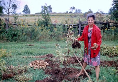 1968 - Martha harvesting potatoes