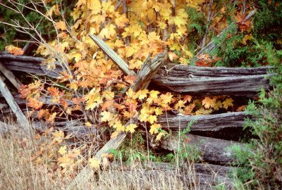 Autumn colors at Cedar Wild