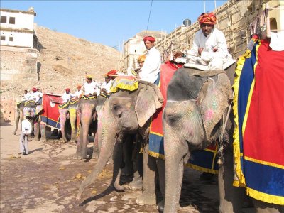 Mahouts with their elephants ready to take passengers up to the fort