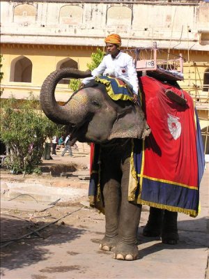 Elephant and mahout