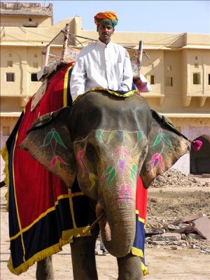 All of the elephants were beautifully decorated with floral designs on their faces and bodies