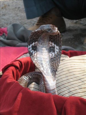 Cobra flaring its hood at the encouragement of a snake charmer who was playing his whistle