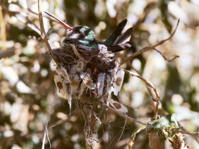 Broadbilled Hummingbird on nest