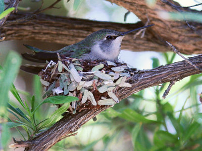 Hummer on nest