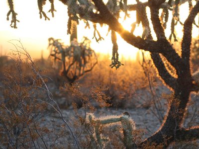 Chain Fruit Cholla at sunrise