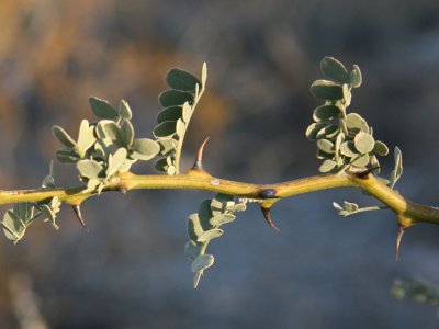 Branch of a Desert Ironwood Tree