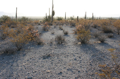 Creosote bushes, Staghorn Cholla and Chain Fruit Cholla, and scattered Saguaros