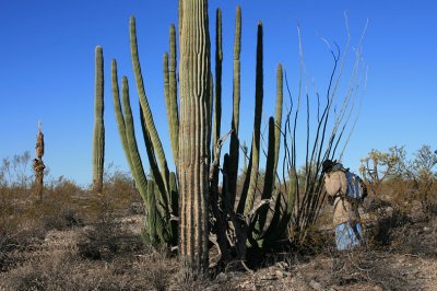 Aleta studies a desert plant grouping