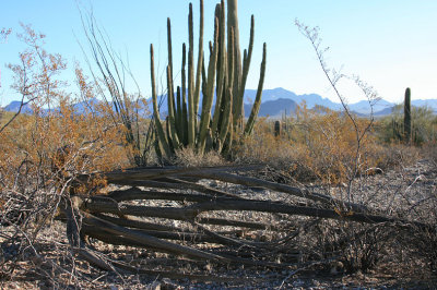 The skeleton of a dead Organ Pipe Cactus in the foreground, with a living one beyond