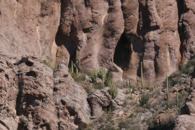 Vegetation on a cliffside ledge in the Ajo Mountains