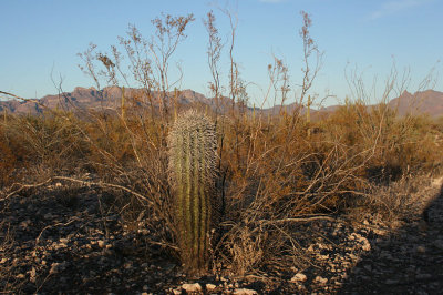 Baby saguaro with a creosote bush for a nurse tree: Aleta's next sunset painting subject.
