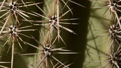 Close-up of a healthy green Saguaro.