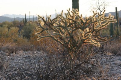 A beautiful Staghorn Cholla is selected for Aleta's third sunset painting.