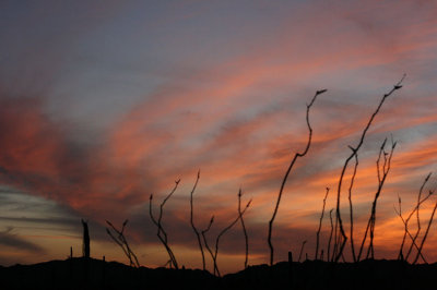 As I watch, I'm distracted by the glowing sunset, with Ocotillo reaching into the sky.