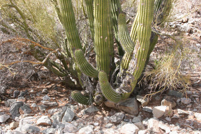 Organ Pipe Cactus & Palo Verde Tree in a dry wash; the next painting subject