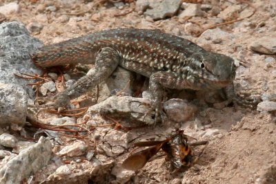 Side-blotched lizard with wasp prey