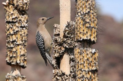 While we troubleshoot our engine problems I can't resist shooting photos of a Gila Woodpecker