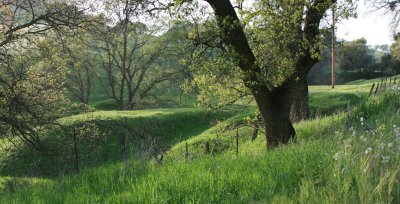 Spring in California's Mother Lode country