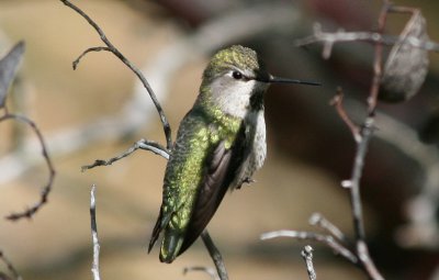 Female Anna's Hummingbird, looking annoyed