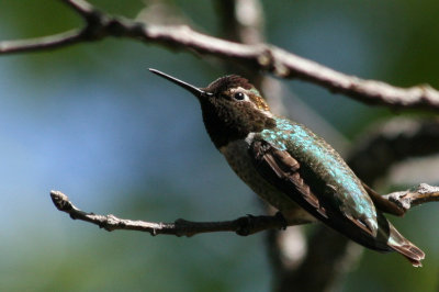 Male Anna's Hummingbird - a brief pause between territorial chases