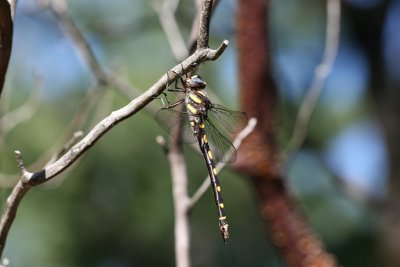 Spiketail dragonfly on a manzanita bush