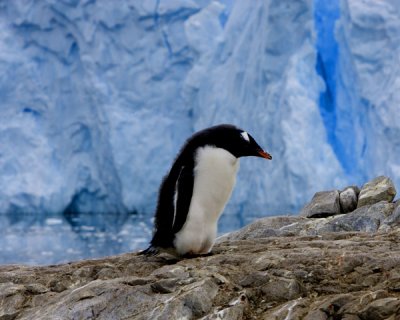 Gentoo Penguin 1