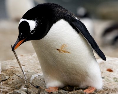 Gentoo Penguin 2