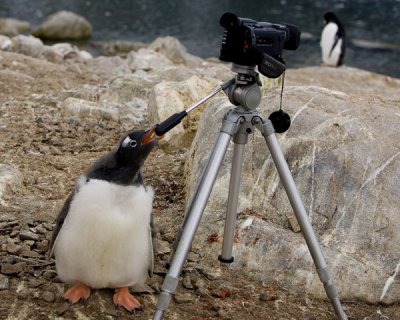 Gentoo Penguin Lights Camera Action