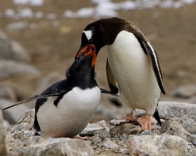Gentoo Penguin 3
