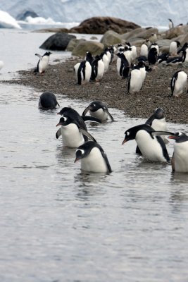 Gentoo Penguins at the Beach