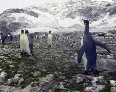 Fortuna Bay King Penguin Colony 2