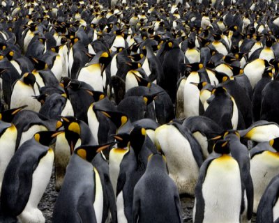 Fortuna Bay King Penguin Colony 4