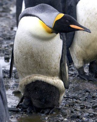 King Penguin with Chick